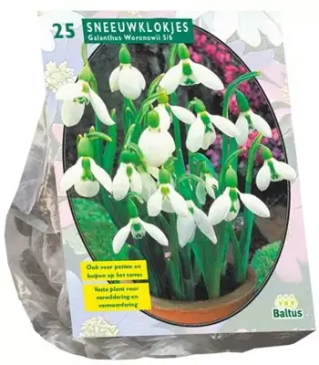 Galanthus woronowii 25 stuks - afbeelding 1
