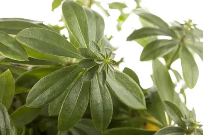 Galium (Lieve-vrouwe-bedstro) - afbeelding 3