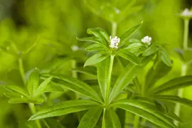 Galium (Lieve-vrouwe-bedstro) - afbeelding 9