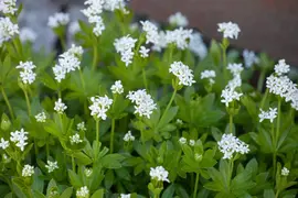 Galium (Lieve-vrouwe-bedstro) - afbeelding 13