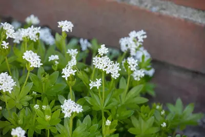 Galium (Lieve-vrouwe-bedstro) - afbeelding 14