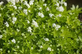 Galium (Lieve-vrouwe-bedstro) - afbeelding 17