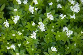 Galium (Lieve-vrouwe-bedstro) - afbeelding 19