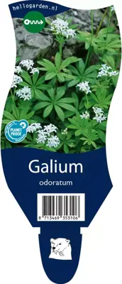 Galium (Lieve-vrouwe-bedstro) - afbeelding 1