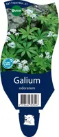 Galium (Lieve-vrouwe-bedstro) kopen?