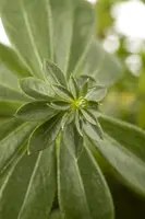 Galium (Lieve-vrouwe-bedstro) - afbeelding 2