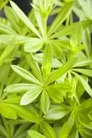 Galium (Lieve-vrouwe-bedstro) - afbeelding 6