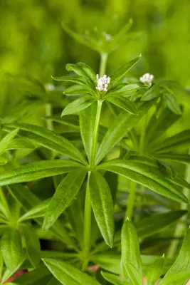 Galium (Lieve-vrouwe-bedstro) - afbeelding 10