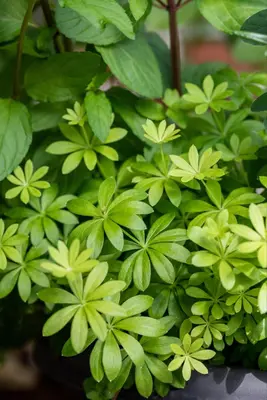 Galium (Lieve-vrouwe-bedstro) - afbeelding 21