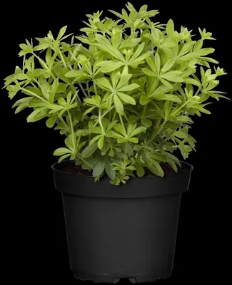 Galium (Lieve-vrouwe-bedstro) - afbeelding 8