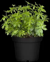 Galium (Lieve-vrouwe-bedstro) - afbeelding 5