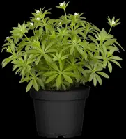 Galium (Lieve-vrouwe-bedstro) - afbeelding 7