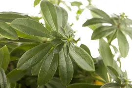 Galium Odoratum (Lievevrouwebedstro) - afbeelding 4