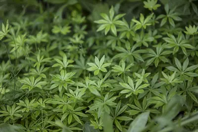 Galium Odoratum (Lievevrouwebedstro) - afbeelding 5