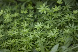 Galium Odoratum (Lievevrouwebedstro) - afbeelding 5