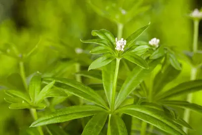 Galium Odoratum (Lievevrouwebedstro) - afbeelding 10