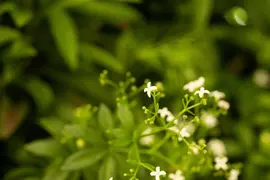 Galium Odoratum (Lievevrouwebedstro) - afbeelding 12