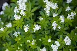 Galium Odoratum (Lievevrouwebedstro) - afbeelding 13