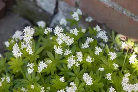 Galium Odoratum (Lievevrouwebedstro) - afbeelding 16