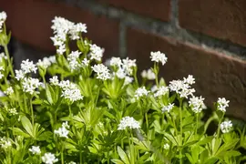 Galium Odoratum (Lievevrouwebedstro) - afbeelding 17