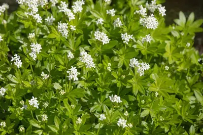 Galium Odoratum (Lievevrouwebedstro) - afbeelding 18