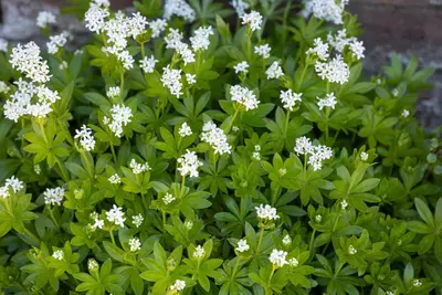Galium Odoratum (Lievevrouwebedstro) - afbeelding 19