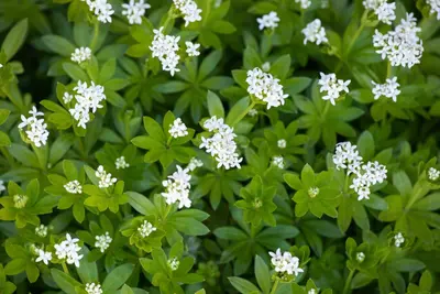 Galium Odoratum (Lievevrouwebedstro) - afbeelding 20