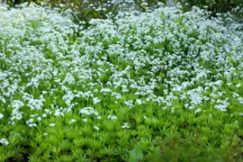 Galium Odoratum (Lievevrouwebedstro) - afbeelding 21