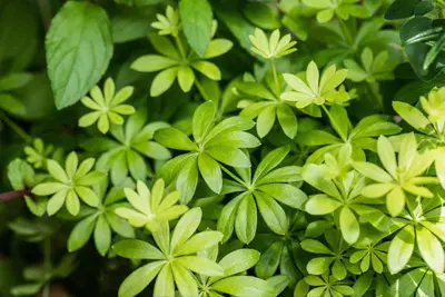 Galium Odoratum (Lievevrouwebedstro) - afbeelding 23