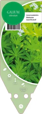 Galium Odoratum (Lievevrouwebedstro) - afbeelding 1