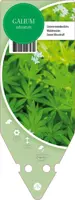 Galium Odoratum (Lievevrouwebedstro) - afbeelding 1