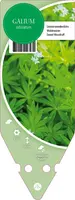 Galium Odoratum (Lievevrouwebedstro) - afbeelding 1