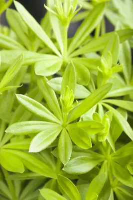 Galium Odoratum (Lievevrouwebedstro) - afbeelding 7