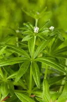 Galium Odoratum (Lievevrouwebedstro) - afbeelding 11