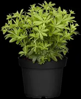 Galium Odoratum (Lievevrouwebedstro) - afbeelding 9