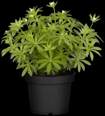 Galium Odoratum (Lievevrouwebedstro) - afbeelding 8