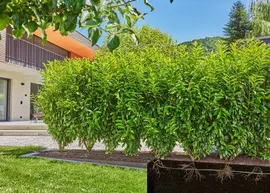 Gardena Druppelbuis voor Struiken of Heggen - afbeelding 4