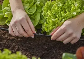 Gardena Micro Drip Systeem T-stuk 4,6 mm (3/16") - afbeelding 7