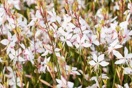 Gaura Linderheimeri Whirling Butterflies (Prachtkaars) - afbeelding 4