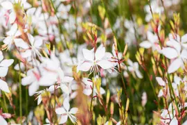 Gaura Linderheimeri Whirling Butterflies (Prachtkaars) - afbeelding 5
