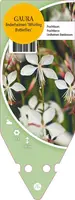 Gaura Linderheimeri Whirling Butterflies (Prachtkaars) - afbeelding 1