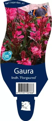 Gaura lindheimeri 'Florgaured' (Prachtkaars) - afbeelding 1