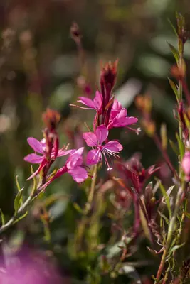 Gaura lindheimeri 'Florgaured' (Prachtkaars) - afbeelding 2