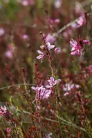 Gaura lindheimeri 'Florgaured' (Prachtkaars) - afbeelding 5