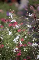 Gaura lindheimeri 'Florgaured' (Prachtkaars) - afbeelding 7