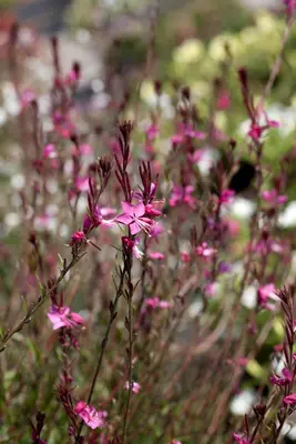 Gaura lindheimeri 'Florgaured' (Prachtkaars) - afbeelding 9