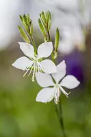 Gaura lindheimeri 'Florgaured' (Prachtkaars) - afbeelding 10