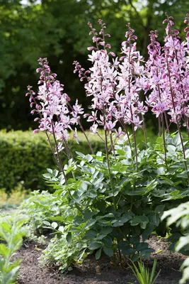 Gaura lindheimeri 'Florgaured' (Prachtkaars) - afbeelding 13