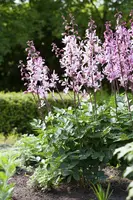 Gaura lindheimeri 'Florgaured' (Prachtkaars) - afbeelding 13