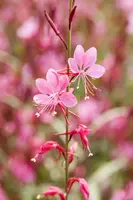 Gaura lindheimeri 'Florgaured' (Prachtkaars) - afbeelding 15
